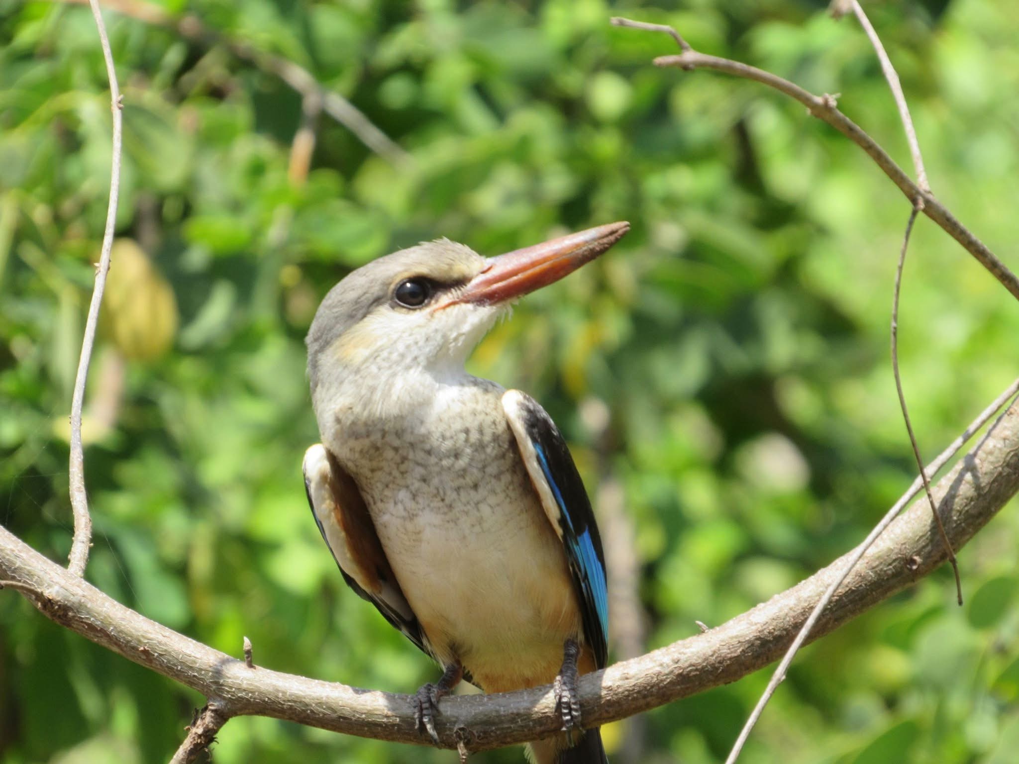 Nyerere National Park