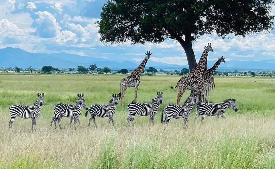 Mikumi National Park