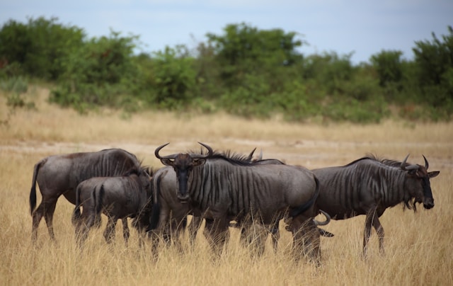 5 DAYS TANZANIA SAFARI (Lake Manyara NP, Serengeti NP and Ngorongoro CA)